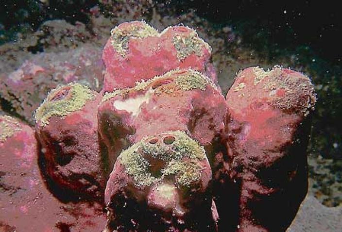 Image of a Demosponge, Theonella levior.